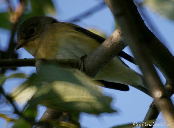 Пеночка, видимо Пеночка-трещетка (Phylloscopus sibilatrix)
Ключевые слова: Пеночка Пеночка-трещетка Phylloscopus sibilatrix