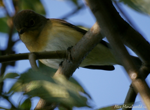 Пеночка, видимо Пеночка-трещетка (Phylloscopus sibilatrix)
Ключевые слова: Пеночка Пеночка-трещетка Phylloscopus sibilatrix