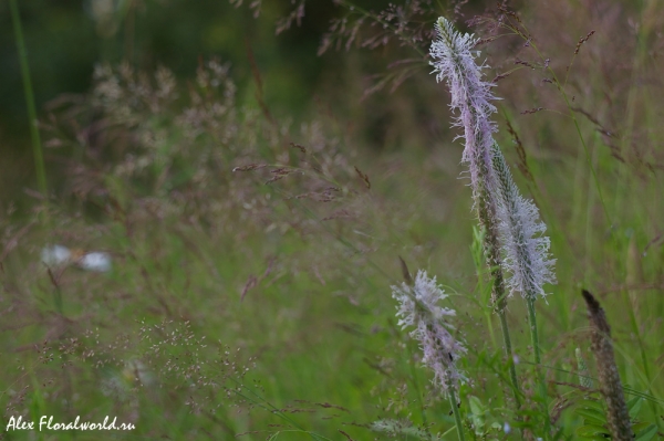 Подорожник средний (Plantago media) и Овсянница (festuca rubra)
Ключевые слова: Подорожник средний Plantago media Овсянница festuca rubra