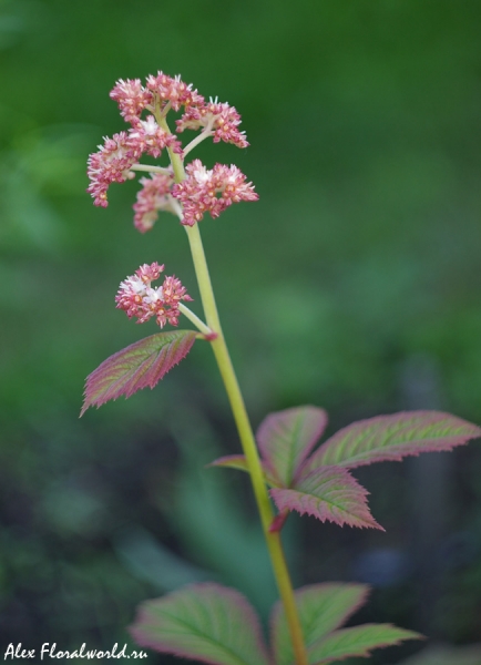 Роджерсия (Rodgersia aesculofolia), сорт. Цветонос с цветками.
Ключевые слова: роджерсия Rodgersia aesculofolia цветонос цветки соцветие