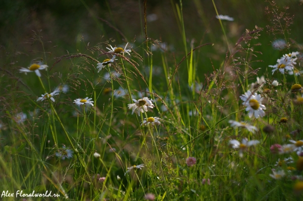 Нивяник обыкновенный, ромашка (Leucanthemum vulgare)
Ключевые слова: Нивяник обыкновенный ромашка Leucanthemum vulgare