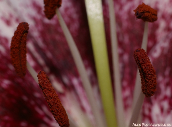 Внутри цветка лилии сорта Капучино
Ключевые слова: цветок лилия сорт капучино