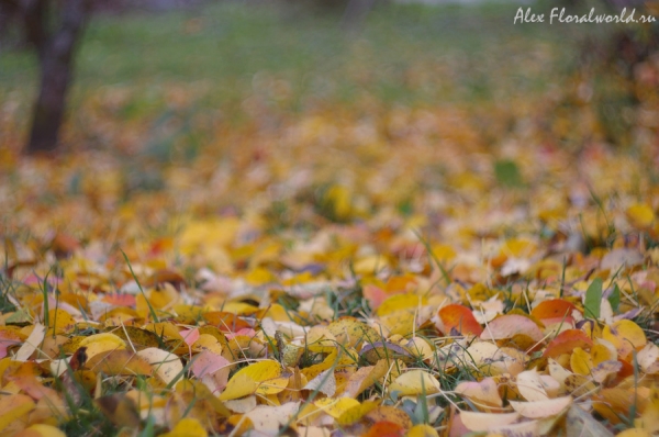 Опавшие листья груши и вишни
Ключевые слова: груша вишня лист осень