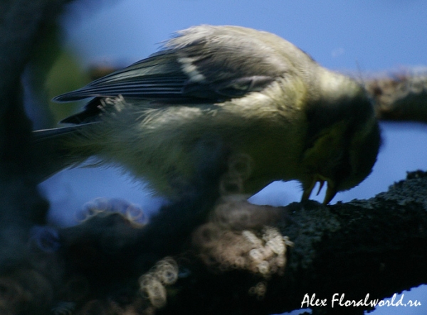 Лазоревка (Parus caeruleus), слеток
Ключевые слова: Лазоревка Parus caeruleus слеток