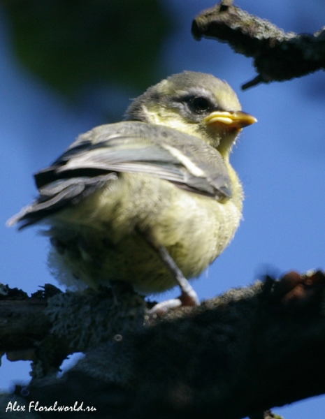 Лазоревка (Parus caeruleus), слеток
Ключевые слова: Лазоревка Parus caeruleus слеток