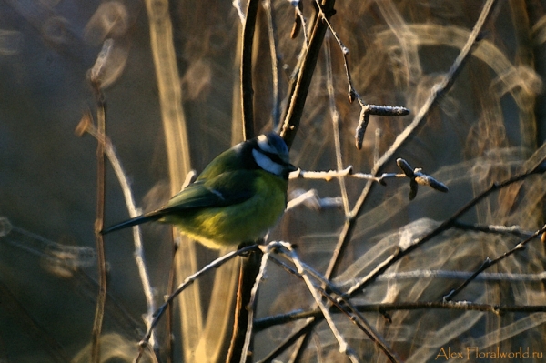 Лазоревка, или голубая лазоревка (Parus caeruleus)
Ключевые слова: Лазоревка голубая лазоревка Parus caeruleus фото