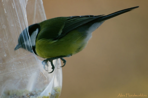 Большая синица, или синица-кузнечик (Parus major)
Ключевые слова: Большая синица синица кузнечик Parus major