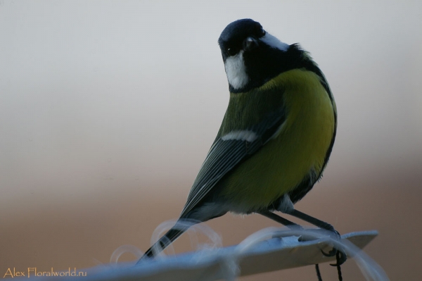Большая синица, или синица-кузнечик (Parus major)
Ключевые слова: Большая синица синица кузнечик Parus major