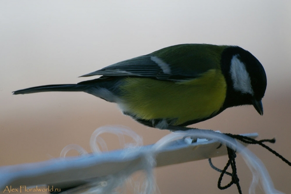 Большая синица, или синица-кузнечик (Parus major)
Ключевые слова: Большая синица синица кузнечик Parus major