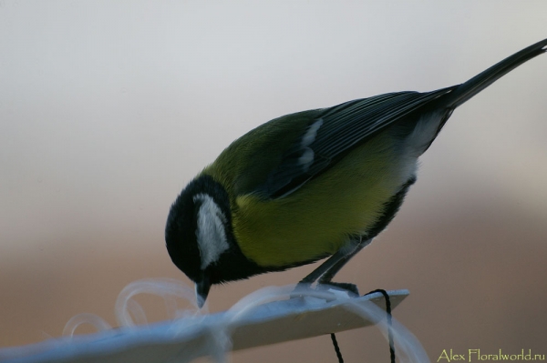 Большая синица, или синица-кузнечик (Parus major)
Ключевые слова: Большая синица синица кузнечик Parus major