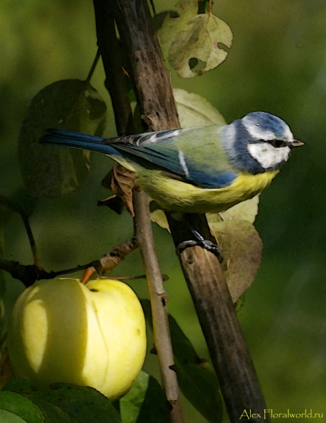 Лазоревка, или голубая лазоревка (Parus caeruleus) на антоновке
Ключевые слова: Лазоревка голубая лазоревка Parus caeruleus фото