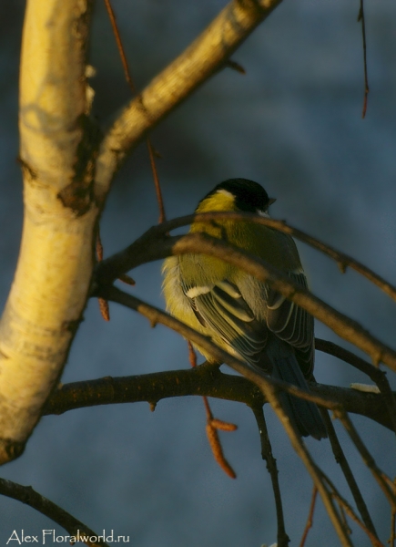 Большая синица, или синица-кузнечик (Parus major)
Ключевые слова: большая синица фото