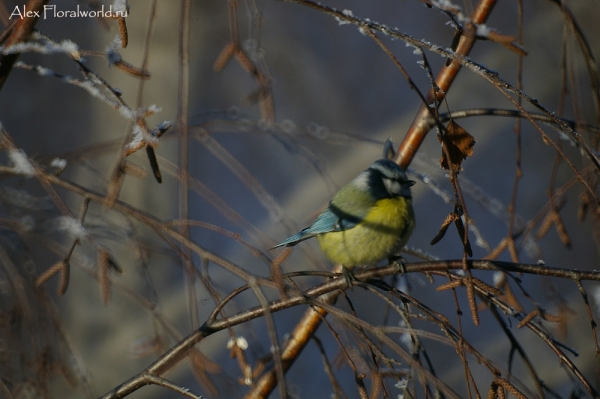 Лазоревка, или голубая лазоревка (Parus caeruleus)
Ключевые слова: Лазоревка голубая лазоревка Parus caeruleus фото
