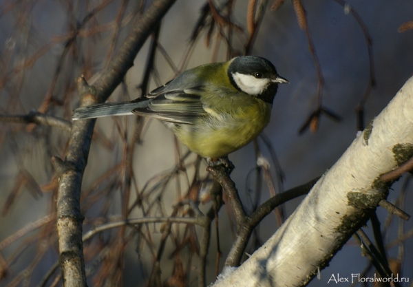 Большая синица, или синица-кузнечик (Parus major)
Ключевые слова: Большая синица синица кузнечик Parus major