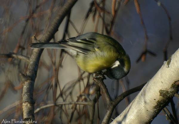 Большая синица, или синица-кузнечик (Parus major)
Ключевые слова: Большая синица синица кузнечик Parus major
