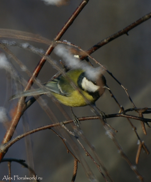 Большая синица, или синица-кузнечик (Parus major)
Ключевые слова: Большая синица синица кузнечик Parus major
