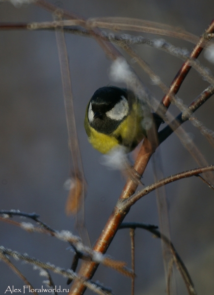 Большая синица, или синица-кузнечик (Parus major)
Ключевые слова: Большая синица синица кузнечик Parus major