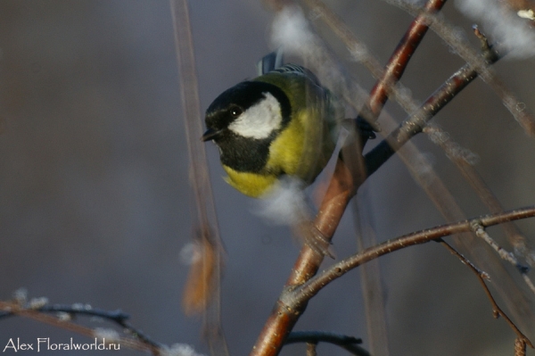 Большая синица, или синица-кузнечик (Parus major)
Ключевые слова: Большая синица синица кузнечик Parus major