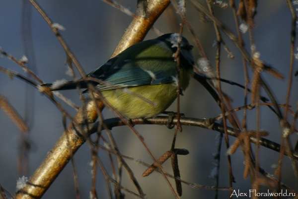 Лазоревка, или голубая лазоревка (Parus caeruleus)
Ключевые слова: Лазоревка голубая лазоревка Parus caeruleus фото