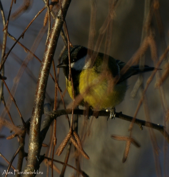 Большая синица, или синица-кузнечик (Parus major)
Ключевые слова: Большая синица синица кузнечик Parus major