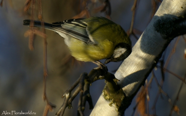 Большая синица, или синица-кузнечик (Parus major)
Ключевые слова: Большая синица синица кузнечик Parus major