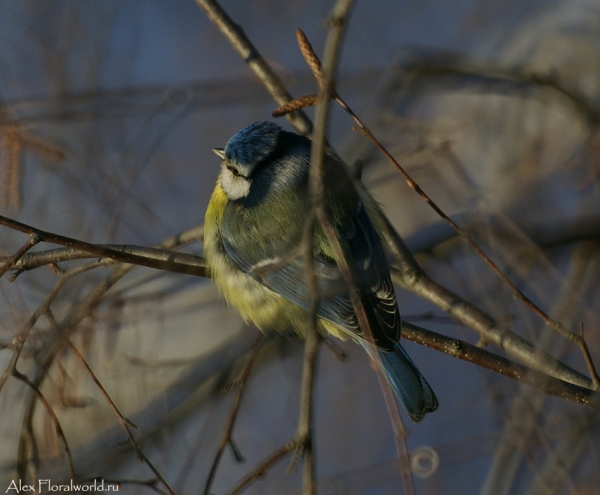 Лазоревка, или голубая лазоревка (Parus caeruleus)
Ключевые слова: Лазоревка голубая лазоревка Parus caeruleus фото