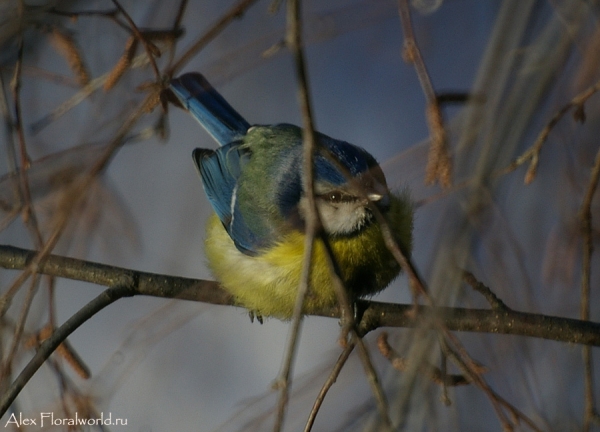 Лазоревка, или голубая лазоревка (Parus caeruleus)
Ключевые слова: Лазоревка голубая лазоревка Parus caeruleus фото