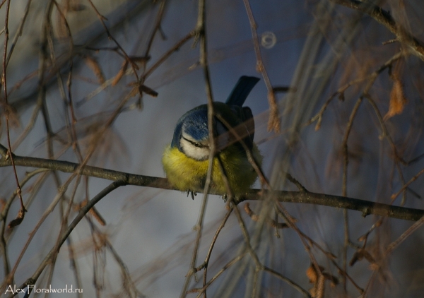Лазоревка, или голубая лазоревка (Parus caeruleus)
Ключевые слова: Лазоревка голубая лазоревка Parus caeruleus фото
