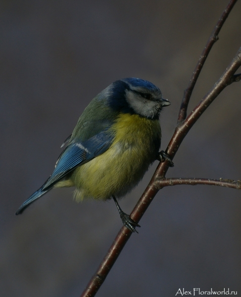 Лазоревка, или голубая лазоревка (Parus caeruleus)
Ключевые слова: Лазоревка голубая лазоревка Parus caeruleus фото