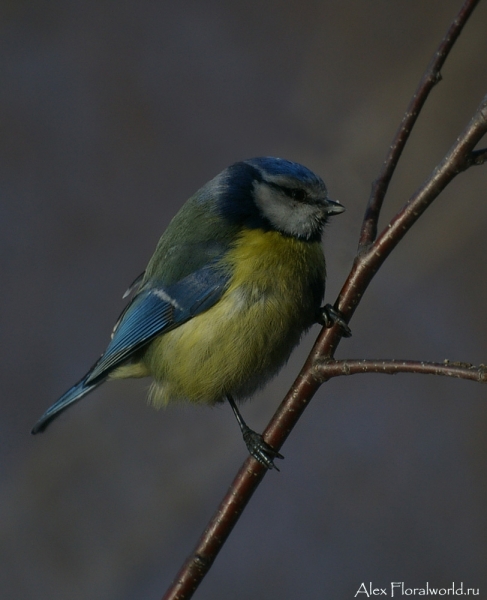 Лазоревка, или голубая лазоревка (Parus caeruleus)
Ключевые слова: Лазоревка голубая лазоревка Parus caeruleus фото