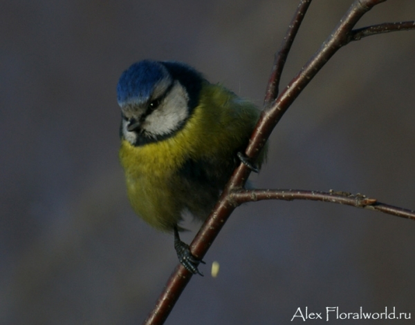 Лазоревка, или голубая лазоревка (Parus caeruleus)
Ключевые слова: Лазоревка голубая лазоревка Parus caeruleus фото