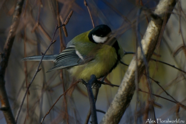 Большая синица, или синица-кузнечик (Parus major)
Ключевые слова: Большая синица синица кузнечик Parus major