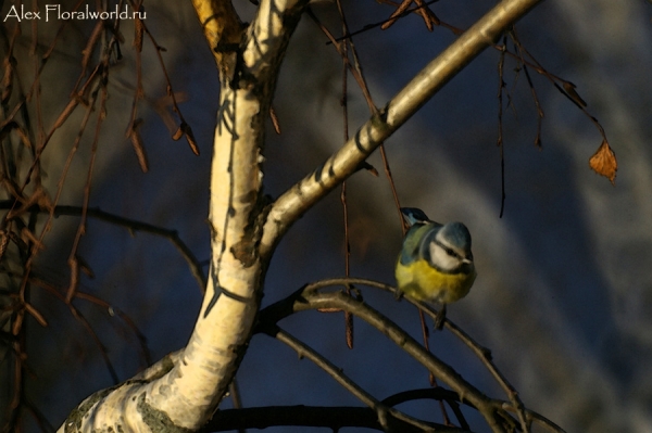 Лазоревка, или голубая лазоревка (Parus caeruleus)
Ключевые слова: Лазоревка голубая лазоревка Parus caeruleus фото