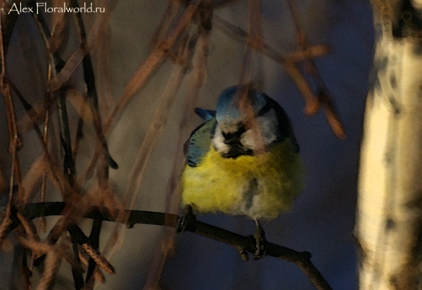 Лазоревка, или голубая лазоревка (Parus caeruleus)
Ключевые слова: Лазоревка голубая лазоревка Parus caeruleus фото