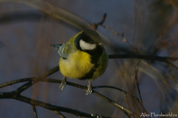 Большая синица, или синица-кузнечик (Parus major)
Ключевые слова: Большая синица синица кузнечик Parus major