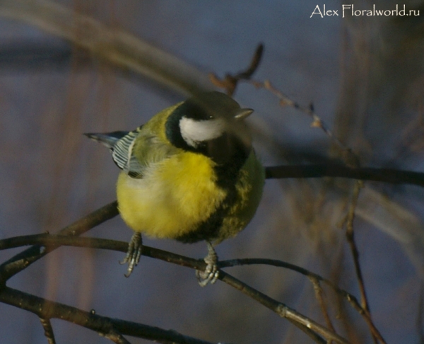 Большая синица, или синица-кузнечик (Parus major)
Ключевые слова: Большая синица синица кузнечик Parus major