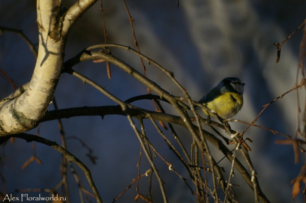 Лазоревка, или голубая лазоревка (Parus caeruleus)
Ключевые слова: Лазоревка голубая лазоревка Parus caeruleus фото