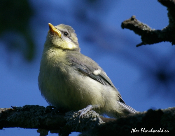 Лазоревка (Parus caeruleus), слеток
Ключевые слова: Лазоревка Parus caeruleus слеток
