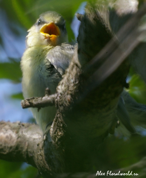 Лазоревка (Parus caeruleus), слеток
Ключевые слова: Лазоревка Parus caeruleus слеток