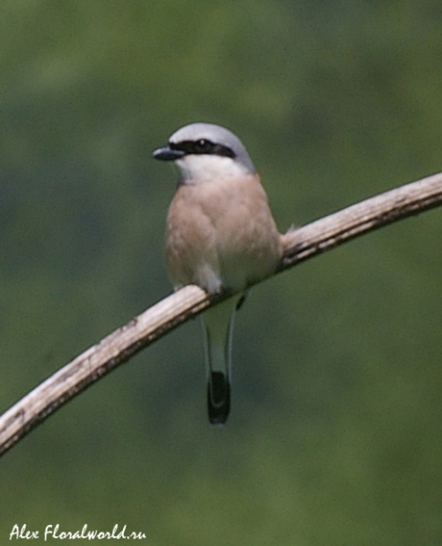 Сорокопут-жулан (Lanius collurio), самец
Ключевые слова: Сорокопут жулан Lanius collurio самец