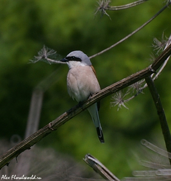 Сорокопут-жулан (Lanius collurio), самец
Ключевые слова: Сорокопут жулан Lanius collurio самец