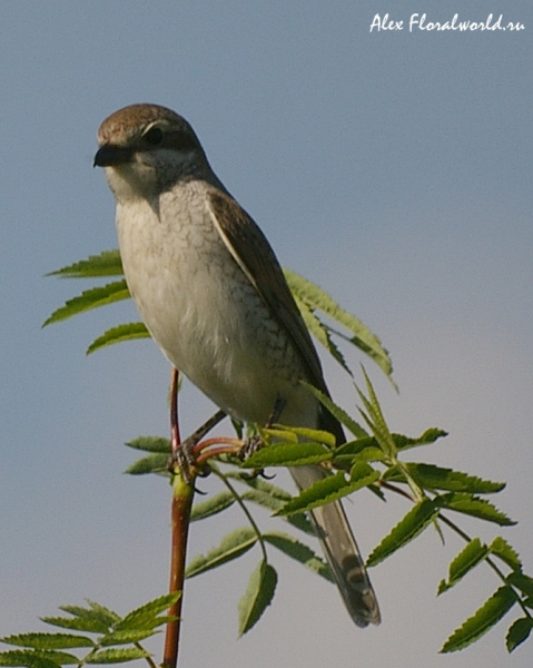 Сорокопут-жулан (Lanius collurio), самка
Ключевые слова: Сорокопут жулан Lanius collurio самка