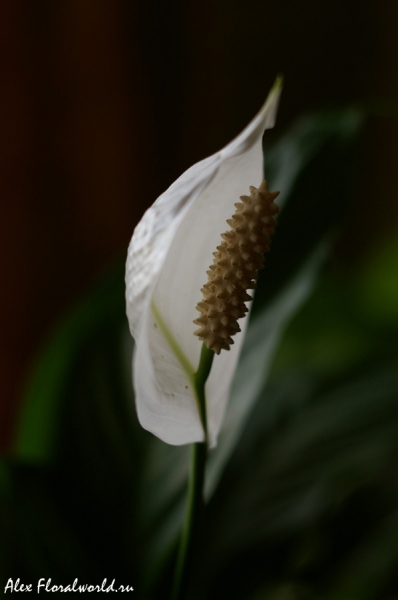 Спатифиллум, цветок
Ключевые слова: спатифиллум цветок початок покрывало