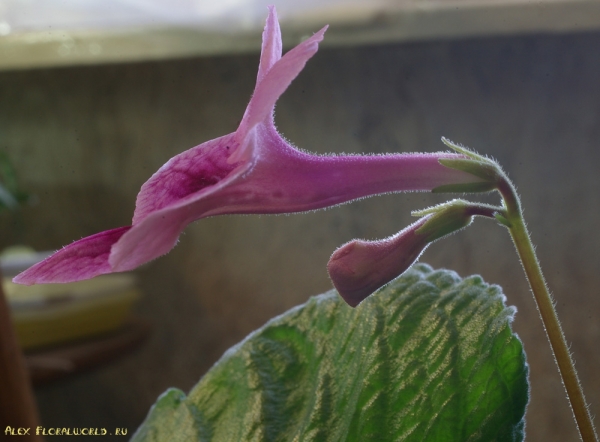 Стрептокарпус — Streptocarpus
Ключевые слова: Стрептокарпус Streptocarpus растение цветок