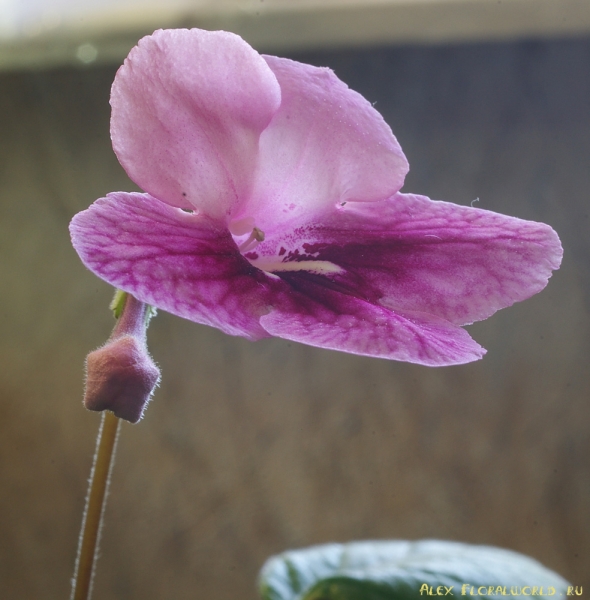 Стрептокарпус — Streptocarpus
Ключевые слова: Стрептокарпус Streptocarpus растение цветок