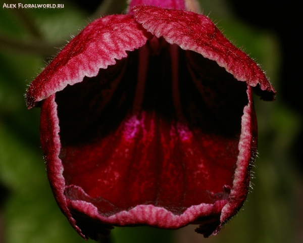 Стрептокарпус — Streptocarpus, раскрывающийся цветок
Ключевые слова: Стрептокарпус Streptocarpus растение цветок