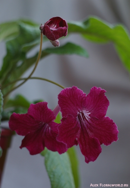 Стрептокарпус — Streptocarpus, цветки
Ключевые слова: Стрептокарпус Streptocarpus растение цветок