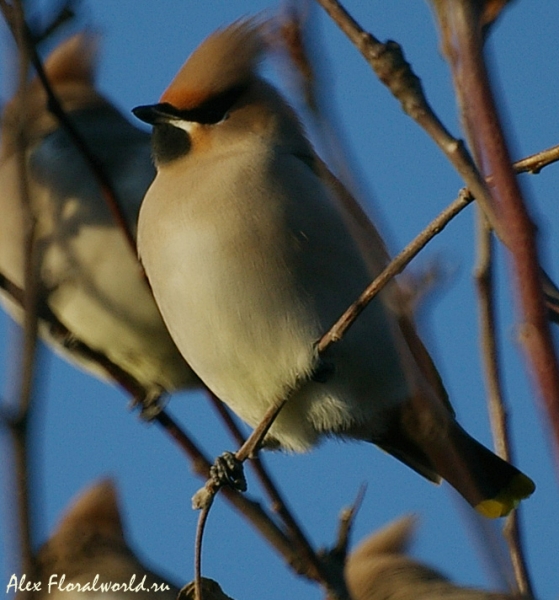Обыкновенный свиристель (Bombycilla garrulus)
Ключевые слова: Обыкновенный свиристель Bombycilla garrulus