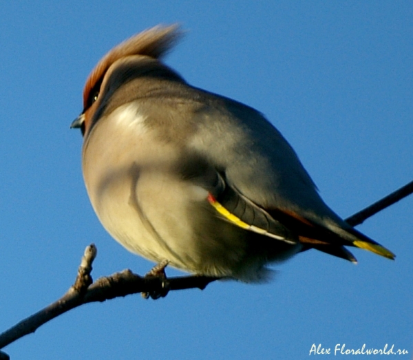 Обыкновенный свиристель (Bombycilla garrulus)
Ключевые слова: Обыкновенный свиристель Bombycilla garrulus