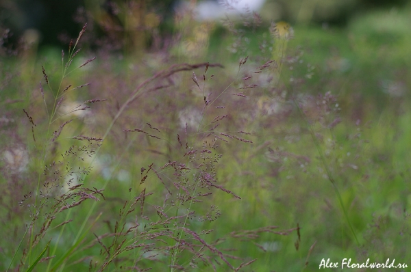 Трава, похожа на Овсянницу (Festuca), возможно, Овсянница красная  (Festuca rubra) 
Ключевые слова: трава овсянница красная Festuca rubra